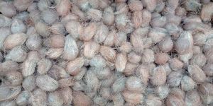 Semi Husked Coconuts