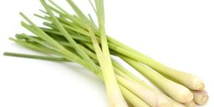 Lemongrass Sticks