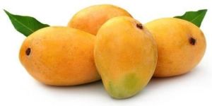 Fresh Alphonso Mango