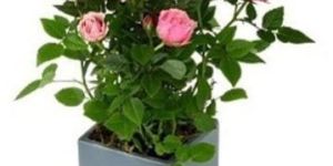 Rose Flowering Plant