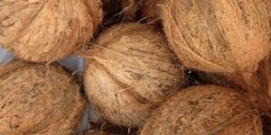 Semi Husked Coconut