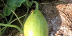 Fresh Bottle Gourd