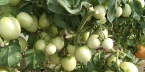 Hybrid Green Tomato