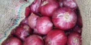 Fresh Red Onion
