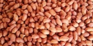 Peanut
