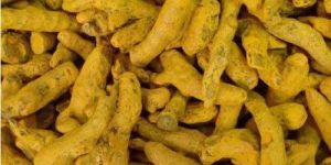Dried Turmeric Finger
