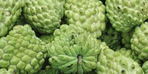 Fresh Custard Apple