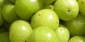 Fresh Amla