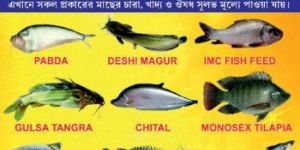 Gulsha Tangra Fish Seed