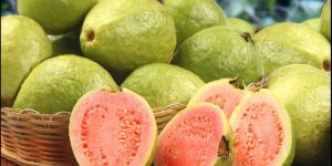Fresh Guava