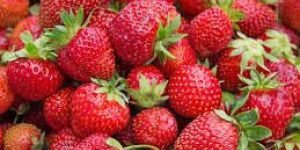 Fresh Strawberry