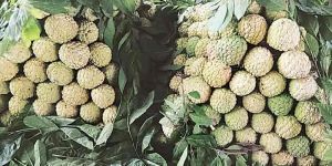 Golden Custard Apple