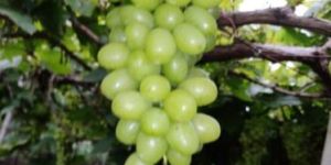 Grapes Fruit