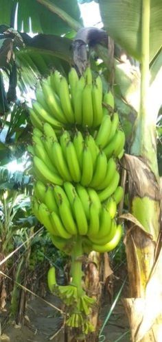 Raw Bananas