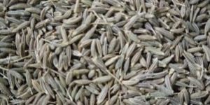 Cumin Seeds