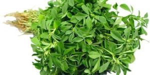 Fenugreek Leaf