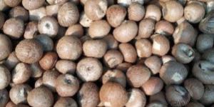 Betel Nuts