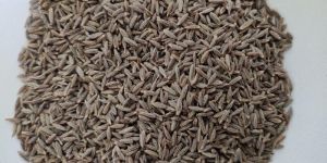 Cumin Seed