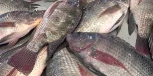 Fresh Tilapia Fish