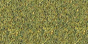 Green Millet Seeds