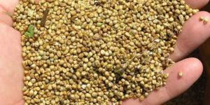 Pearl Millet Seeds