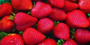 Fresh Strawberry
