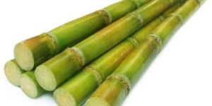 Fresh Sugarcane