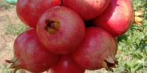 Fresh Pomegranate
