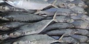 Frozen Indian Mackerel
