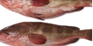 Frozen Reef Cod Fish