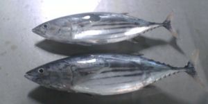 Frozen Skipjack Tuna Fish