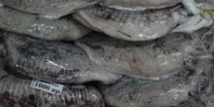 Frozen Whole Cuttlefish