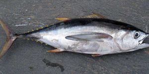 Frozen Yellow Fin Tuna Fish