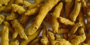 Single Polished Turmeric Finger