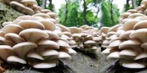 Oyster Mushroom