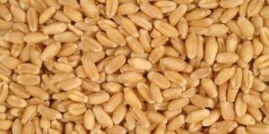 Milling Wheat Seeds