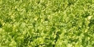 Coriander Leaves