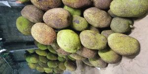 Jackfruit