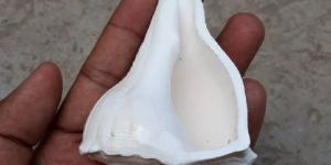 Small Size Dakhinavarti Shankh