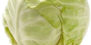 Fresh Green Cabbage