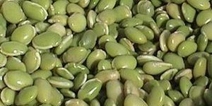 Fresh Lima Beans
