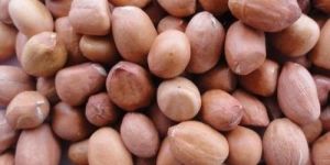 Bold Groundnut Seeds