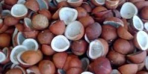 Dry Coconuts