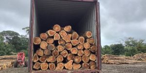 Teak Wood Logs (Costa Rica)