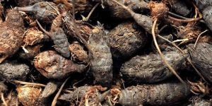 Nagarmotha Oil