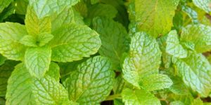 Spearmint Oil