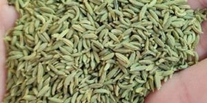 Fennel Seeds