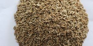 Cumine Seed