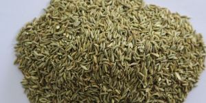 Fennel Seeds