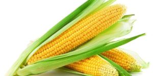 Yellow Maize